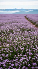 Obraz premium Vibrant Field of Purple Flowers with Mountain Backdrop.