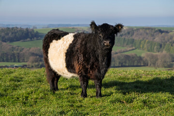 Fototapeta premium Belted Galloway in field on Beacon Hill, near Highclere, Hampshire, England, United Kingdom, Europe
