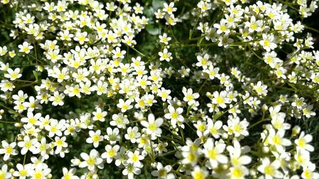 A close-up of Saxifraga paniculata, Livelong Saxifrage, featuring stiff, silver edged rosette leaves and delicate clusters of small white flowers on slender stems in a spring rock garden.
