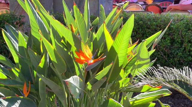 A vibrant Strelitzia reginae, Bird of Paradise, plant in full bloom, featuring striking orange and blue flowers nestled among lush green leaves under bright, tropical sunlight.