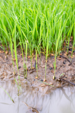 Young green rice seedlings growing in a wet muddy paddy field nursery in blurr. Close up of lush sprouts with water droplets for sustainable agriculture and traditional organic farming concept