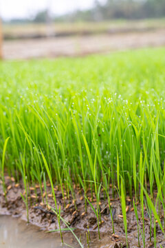 Lush green rice seedlings growing in a flooded paddy field with morning dew. Close-up of young organic rice sprouts, agricultural growth, and traditional irrigation farming in Asia
