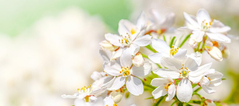White blossom flowers close up. Choisya ternata - Oranger du Mexique - Aztec Pearl. mexican orange blossom flowers. White aromatic flowering Mexico plant, Popular tropical cultivated shrub