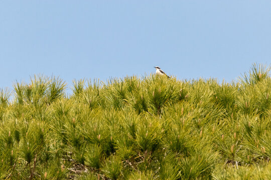 Una preciosa ave insect&iacute;vora en la copa del pino