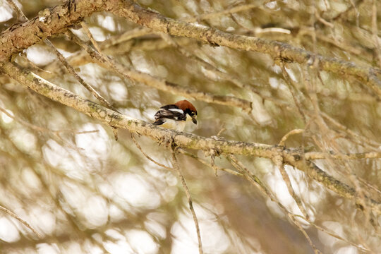 Algo le ha llamado la atenci&oacute;n. Alcaud&oacute;n com&uacute;n (Lanius senator)