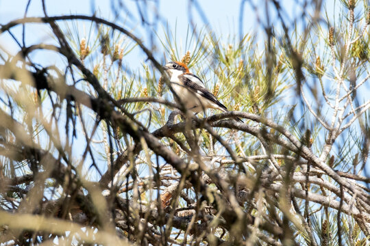 Un joven y desorientado Alcaud&oacute;n com&uacute;n (Lanius senator)