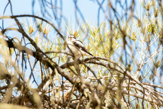 Entre las ramas del pino se encuentra un joven Alcaud&oacute;n com&uacute;n (Lanius senator)