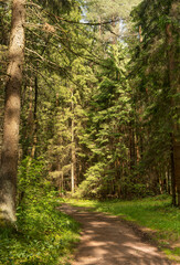 Naklejka premium Forest path through pine trees in sunny summer woodland. Trail leads forward between trunks with green surroundings. Nature concept about travel, exploration, calm outdoor journey
