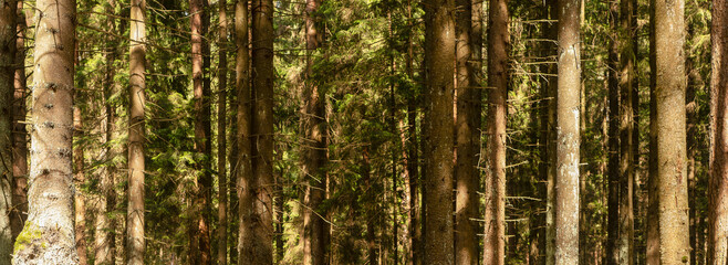 Fototapeta premium Horizontal view of dense pine trunks in forest during summer. Woodland scene shows repeating vertical lines and natural pattern. Nature concept about environment, calm outdoor