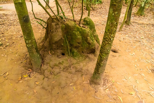 A view of a concealed ventilation tubes in the tunnel network used by the Viet cong in the Vietnam war