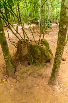 A view between trees of concealed ventilation tubes in the tunnel network used by the Viet cong in the Vietnam war