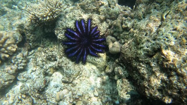 The crown-of-thorns starfish (Acanthaster planci), is a large starfish that preys upon hard, or stony, coral polyps (Scleractinia). 