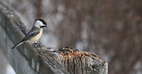 Black-capped chickadee approaching seeds on wooden fence in winter © Claudia