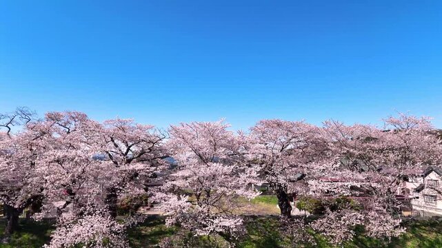 Row of Cherry Trees | Townscape | Spring Aerial - 4K Aerial Video
