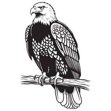 Bald eagle perched on a branch black and white vector illustration for mascot or logo design