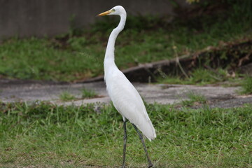 Fototapeta premium long necked white bird standing upright looking around (close-up)