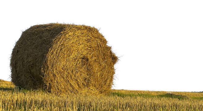 Single hay bale isolated on white background studio composition. Rolled straw object appears alone with clean minimal backdrop. Concept of agriculture element cutout object..