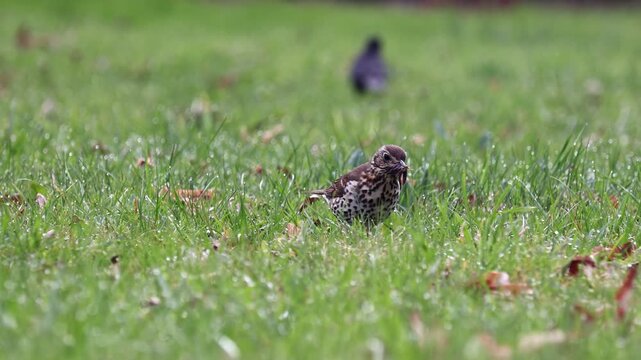 Song Thrush, Turdus philomelos, hunting in the grassy ground. Its beak is full of earthworms, slow motion