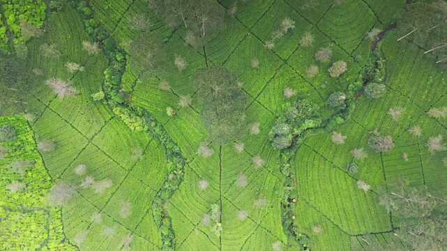 Aerial view of lush green tea plantations with scattered trees. The pattern of farmland divides the landscape. Natural textures and vibrant vegetation dominate the scenery