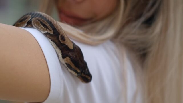 Young woman holding python snake portrait closeup, wild nature concept