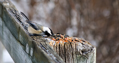 Black-capped chickadee feeding on seeds on wooden fence in winter © Claudia