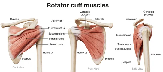 Rotator Cuff Muscles, Back, Front and Side View. Anatomical Illustration © Axel Kock