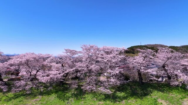 Cherry Blossom Row | Blue Sky | Spring - 4K Aerial Video
