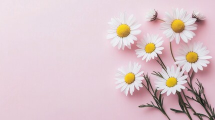 Obraz premium daisies on pink background, white flowers