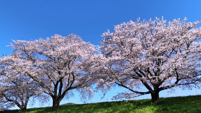 Hitome Senbonzakura | Two Sakura Trees | Spring - 4K Aerial Video
