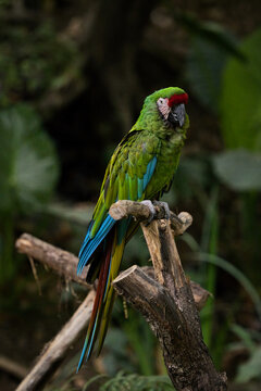 Guacamaya posando en una rama con fondo verde, esta ave es parte de la familia de los loros y cuenta con un hermoso plumaje verde, azul y rojo