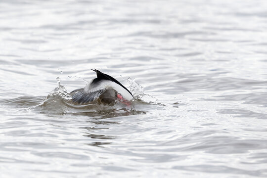 Male Bufflehead duck diving underwater with tail raised and copy space