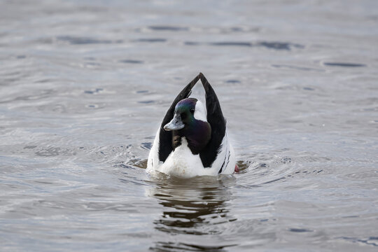 Bufflehead drake landing on water with wings forming dramatic triangular shape