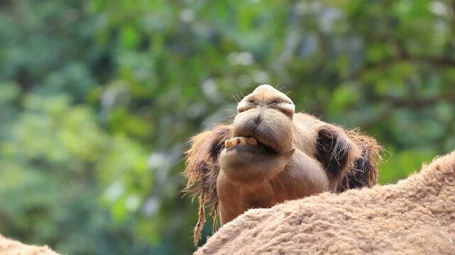 Dromedary camel walking in desert landscape with clear blue sky