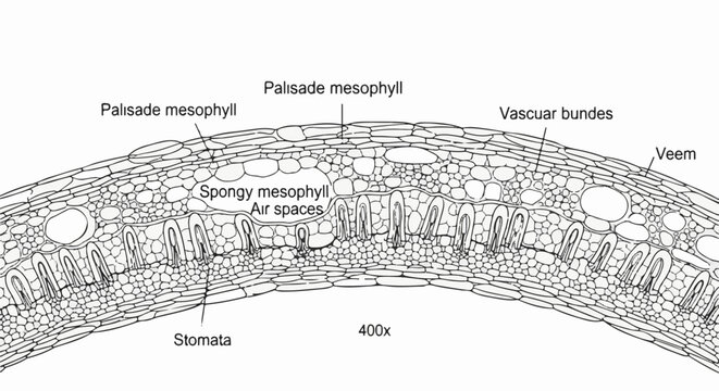 Cross-section of a leaf showing palisade and spongy mesophyll with vascular bundles and stomata