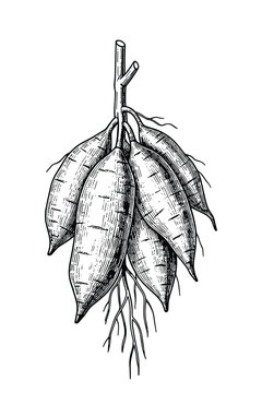 Cassava root vector hand drawn illustration, vintage style engraving healthy food.