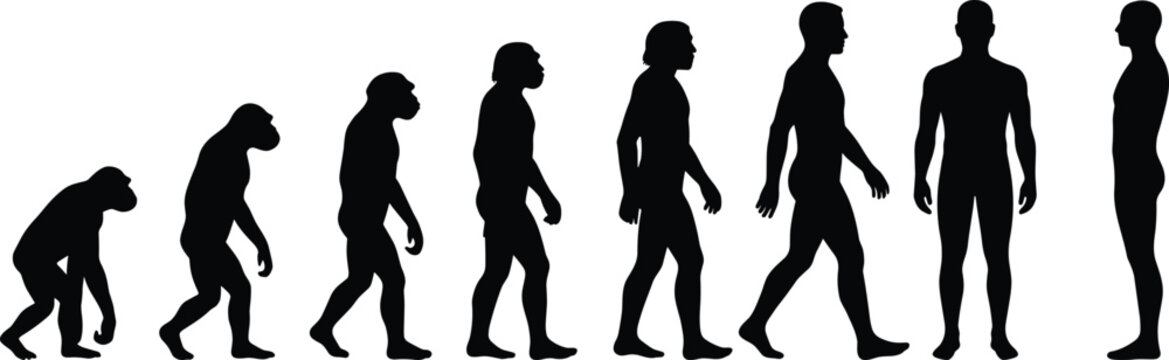 Human evolution silhouettes sequence from ape to modern man, walking progression timeline, black vector illustration for science, anthropology, biology education and conceptual design use