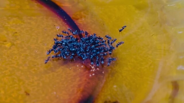 Ants on yellow glass surface in macro closeup 