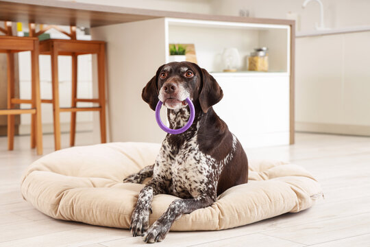 Cute German Shorthaired Pointer dog with toy lying on pet bed at home