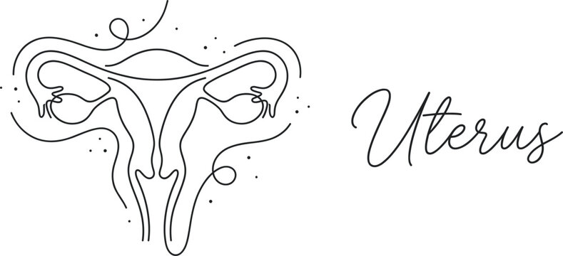 uterus and ovaries illustration Minimalist continuous line drawing of female reproductive system, uterus and ovaries illustration