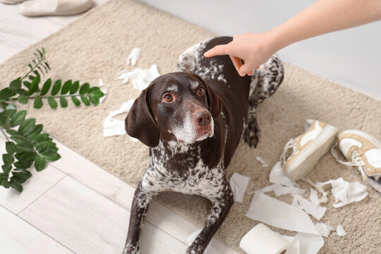Owner scolding naughty German Shorthaired Pointer dog with overturned houseplant, torn toilet paper and chewed sneakers at home