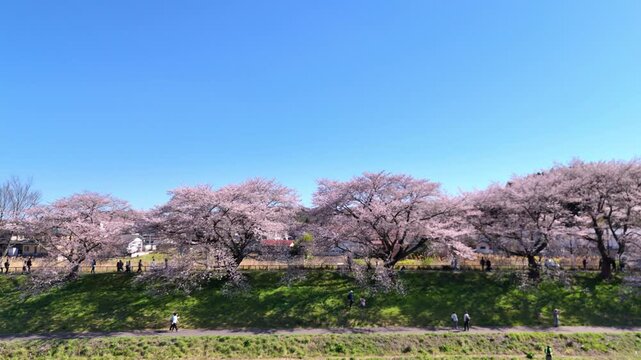 Hitome Senbonzakura | People Walking | Spring - 4K Aerial Video
