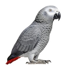 Fototapeta premium Beautifully rendered African Grey parrot with a hooked beak and red tail feathers isolated on a white surface.