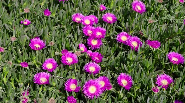Flowers (Carpobrotus edulis) in spain at ther mediterranean sea