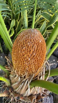 Cycas circinalis, Queen sago or Cycad tropical plant male cone close up, 4K vertical video.