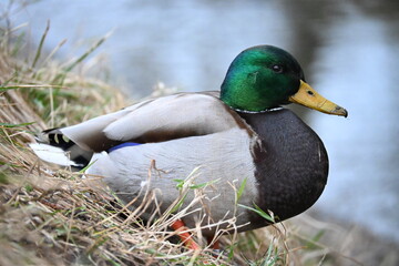 duck in the water © Katarzyna