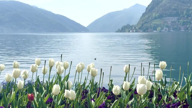 Lake Lugano View Through Lush Park Vegetation with Monte San Salvatore Mountain, Scenic Nature Landscape for Travel and Relaxing Background