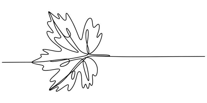 Minimalist single line art illustration of a maple leaf with intricate lobed edges and stem