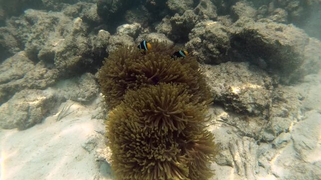 Sebae clownfish, tomato clownfish and Maldive anemonefish, an anemonefishes found in the northern Indian Ocean. Like all anemonefish it is usually found living in association with sea anemones,