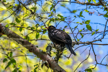 Obraz premium close up portrait of a male Blackbird Turdus merula perched in a tree