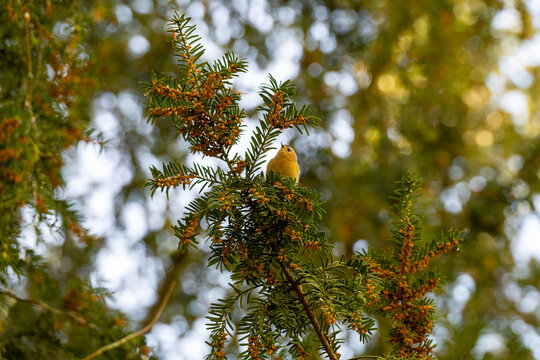 the goldcrest the smallest resident bird in Britain perched in a yew tree